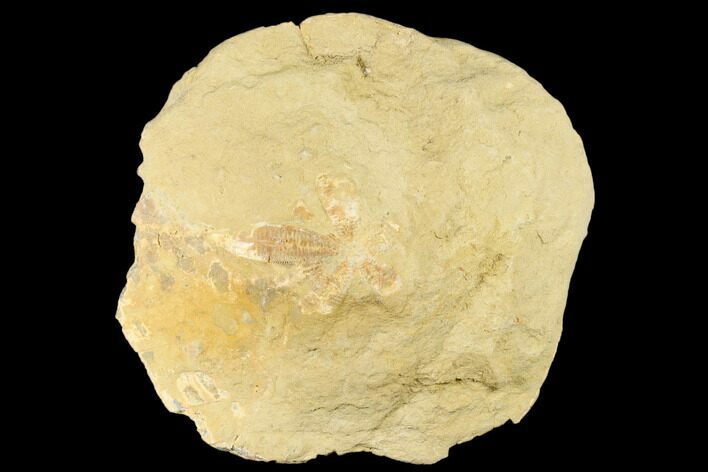 Unprepared, Miocene Fossil Echinoderm - Taza, Morocco #174370